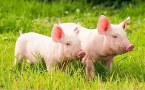 种草养猪的利润与成本是多少？
