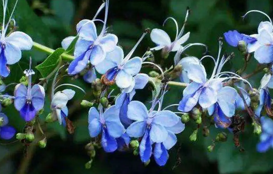 蓝蝴蝶花.png